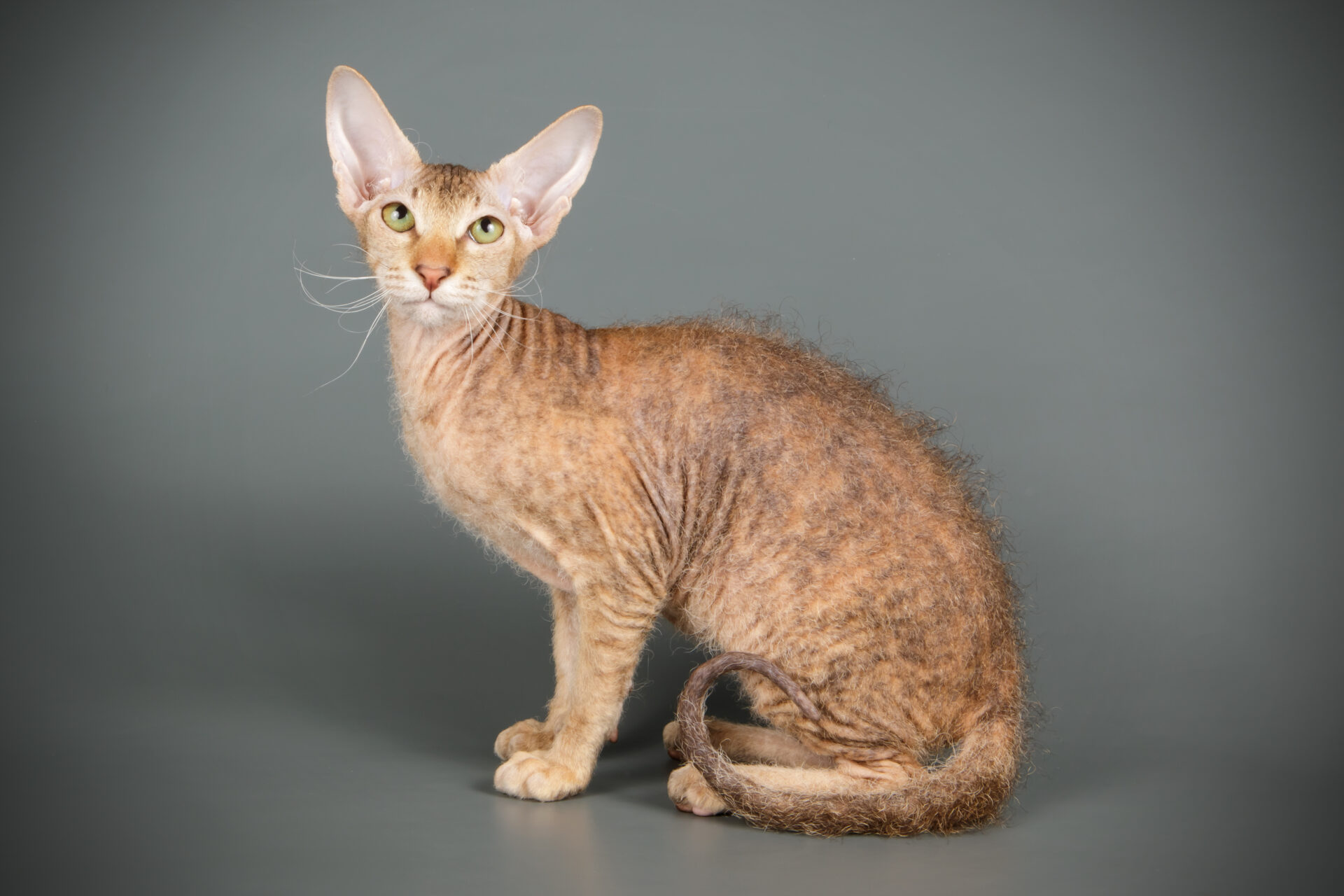 peterbald golden brush