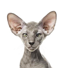 Peterbald