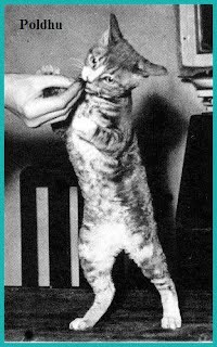 Poldhu cornish rex