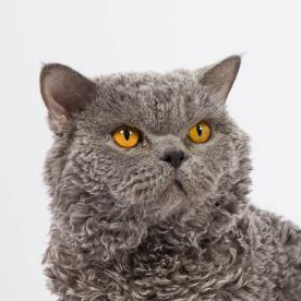 Selkirk rex bleu