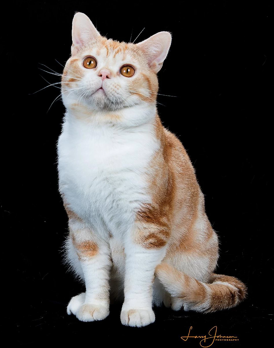 American shorthair red tabby et blanc