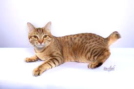 American bobtail brown spotted