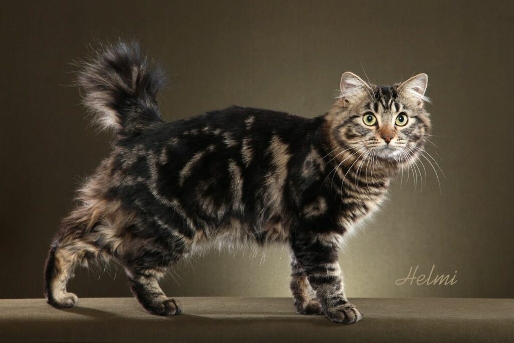 American bobtail brown classique