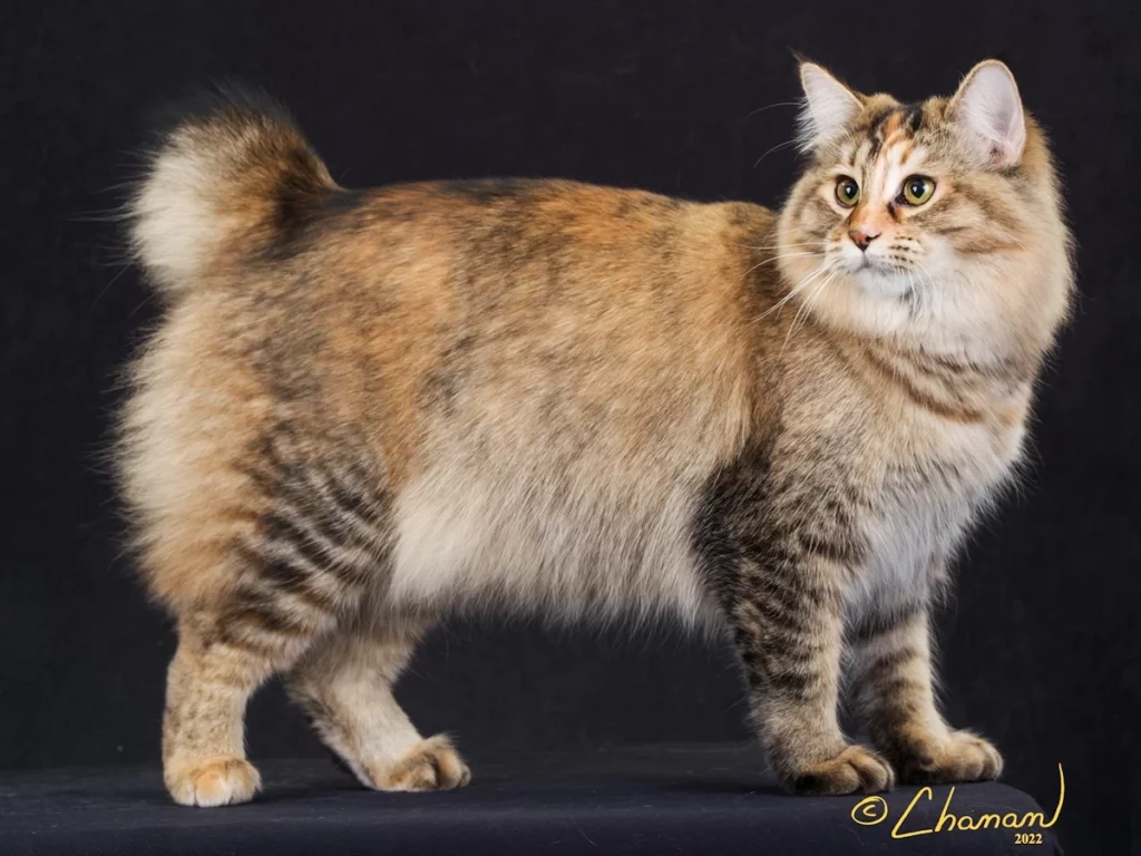 American bobtail brown tortie