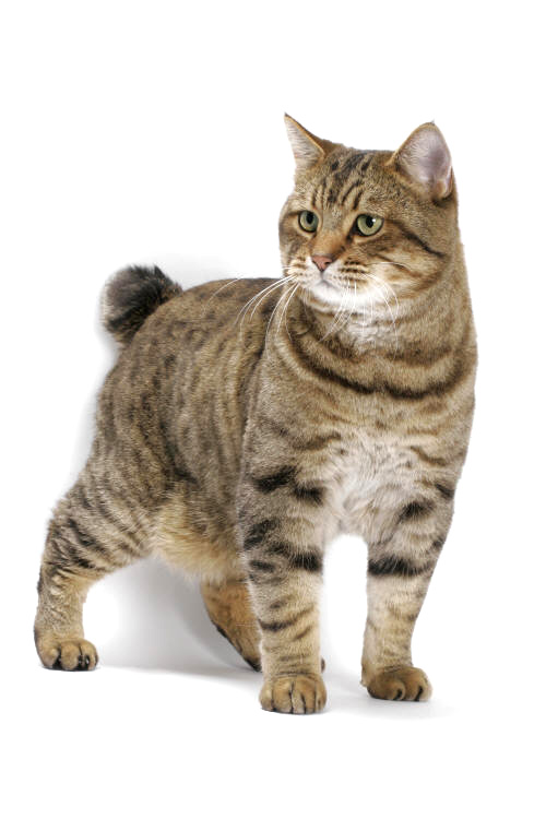 American bobtail brown spotted