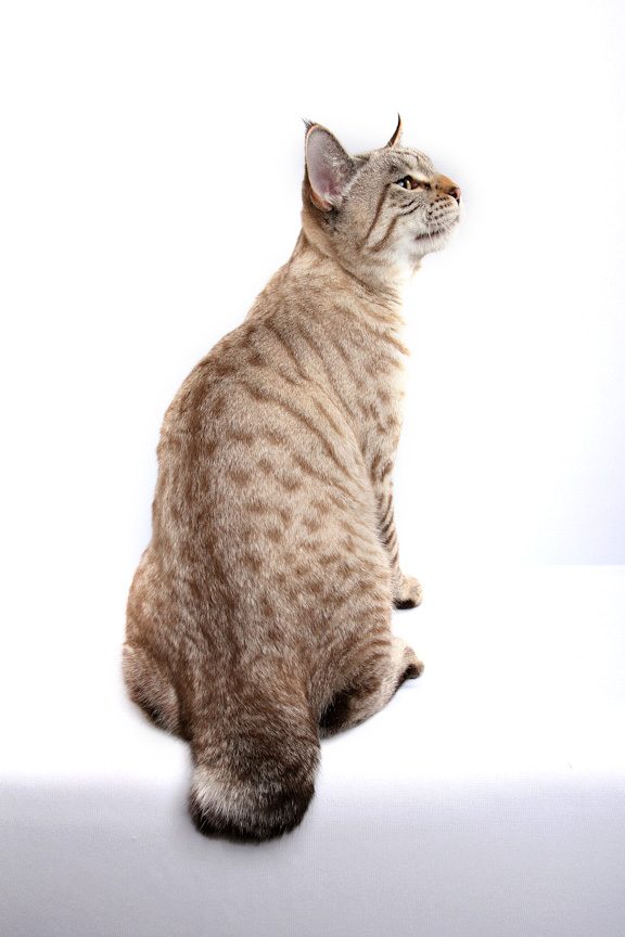 American bobtail lynx