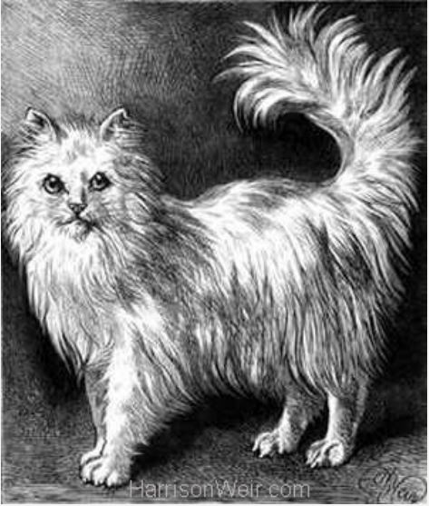 L'angora par Harrison Weir 1880