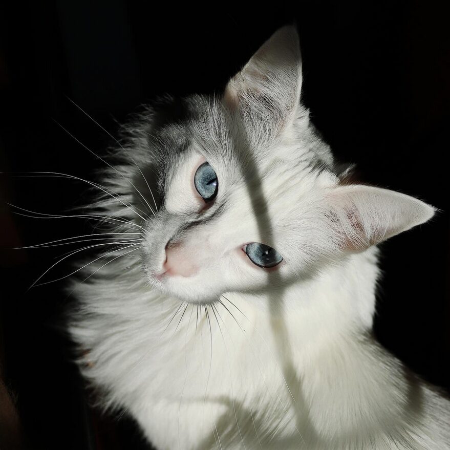 Angora turc blanc aux yeux bleu