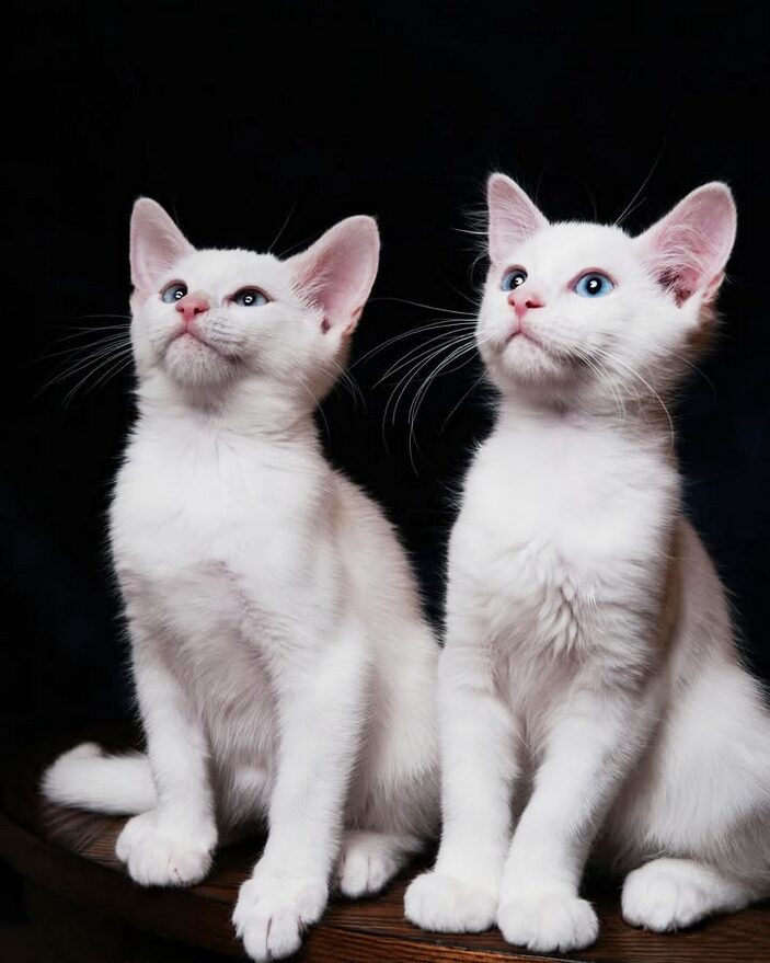 Chatons angora turc blancs aux yeux bleu