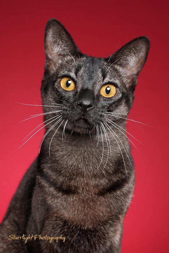 Chausie Black Grizzle