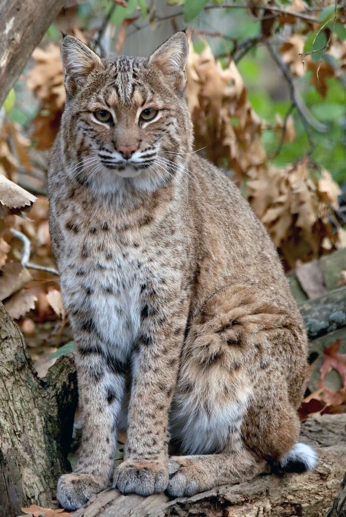 Bobcat, Lynx Roux