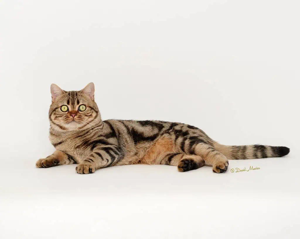 brown classique american shorthair