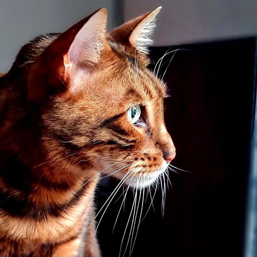 portrait chat toyger