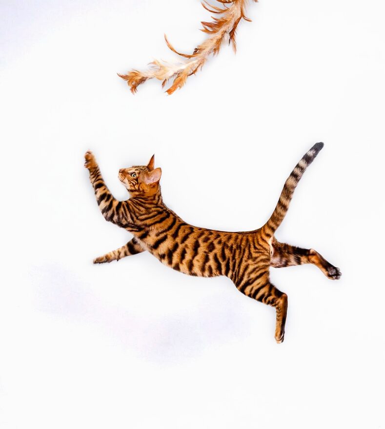 chat toyger en train de sauter