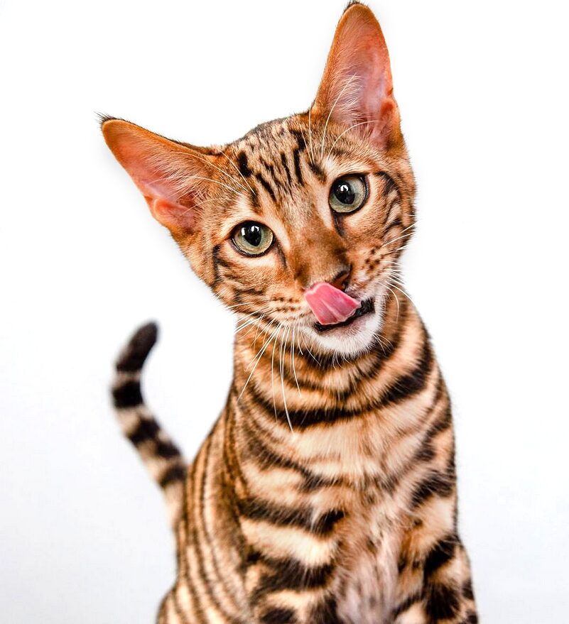 chaton toyger