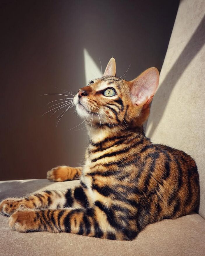 toyger la race de chat tigre