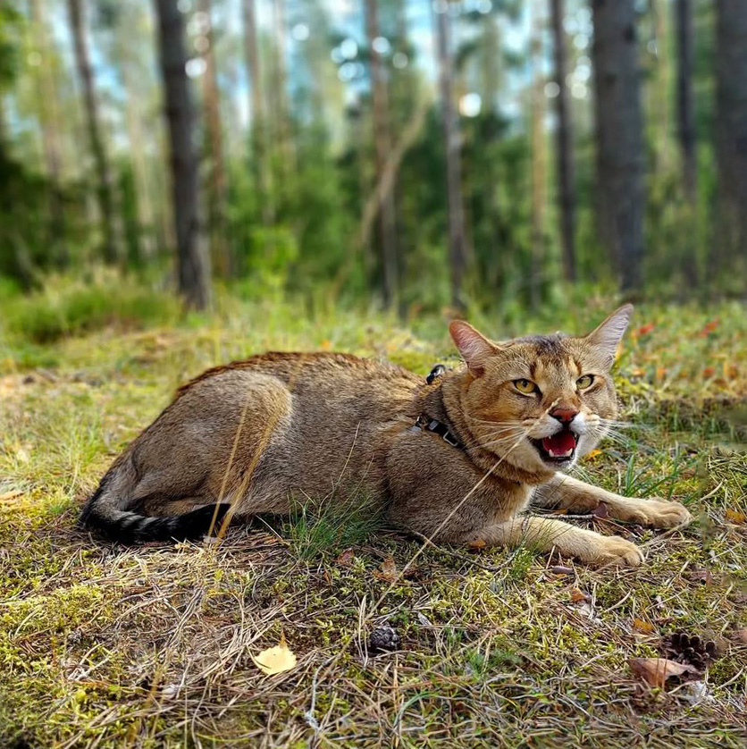 male chausie F1 brown Ticked