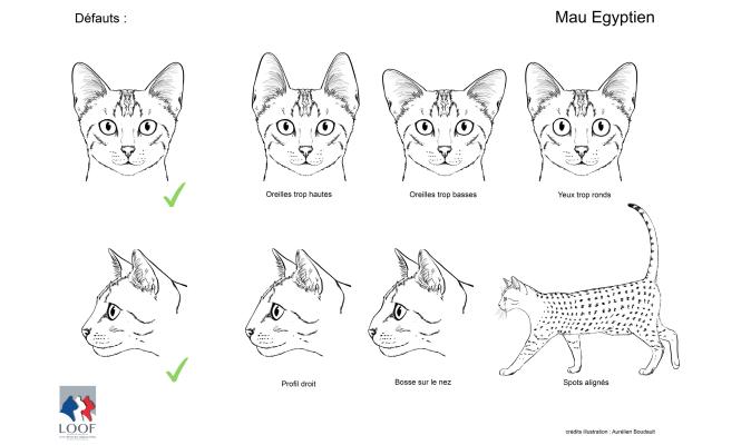 Standard illustré du Mau Egyptien