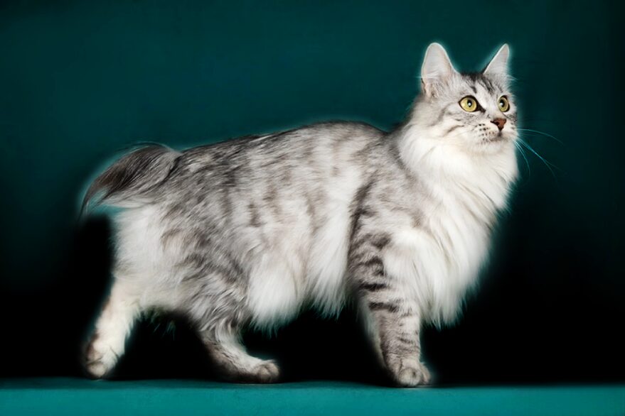 Kurilian Bobtail black silver