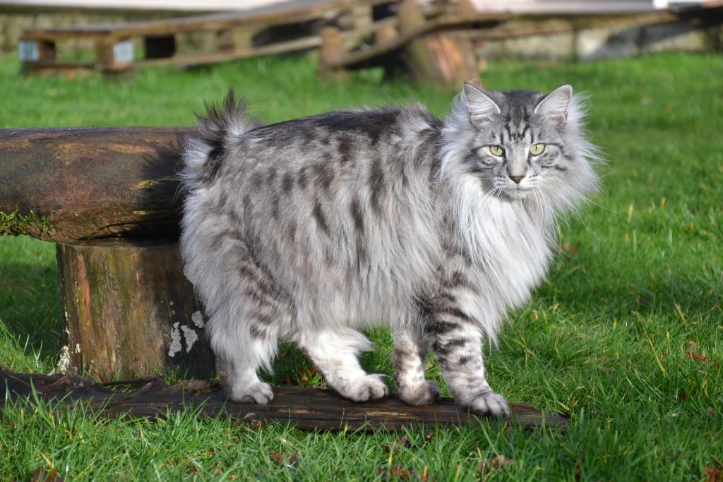 Kurilian Bobtail black silver