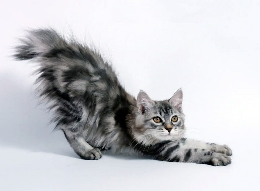 chaton Kurilian Bobtail black silver