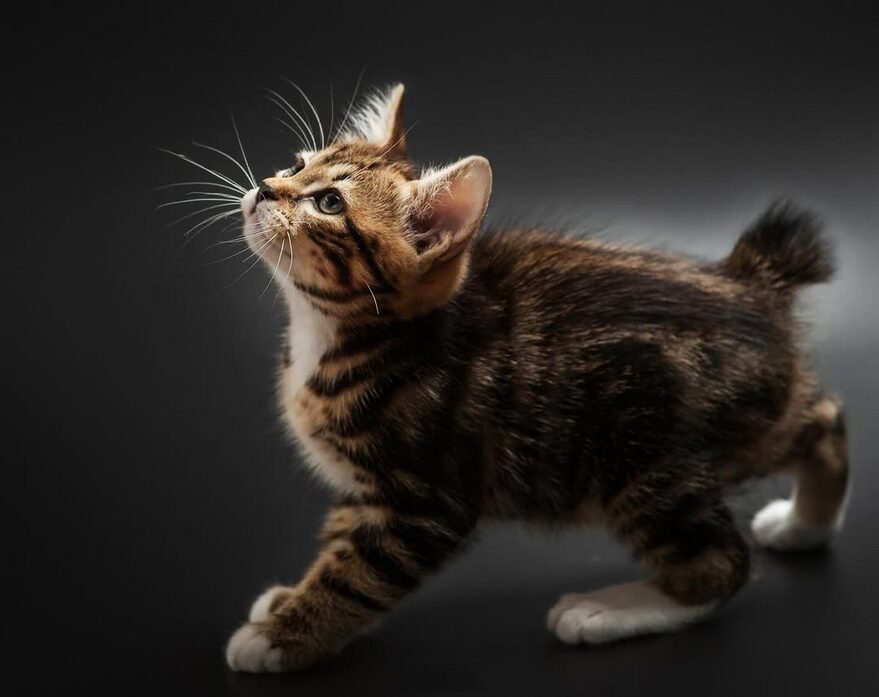 Chaton Kurilian Bobtail brown et blanc