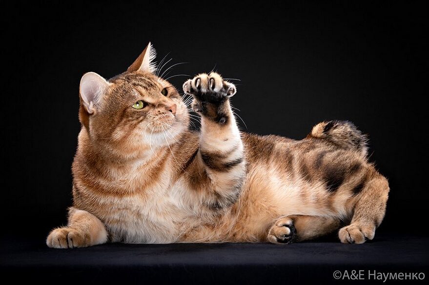 male Kurilian Bobtail carnélian