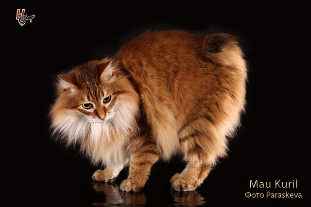 Kurilian Bobtail carnélian