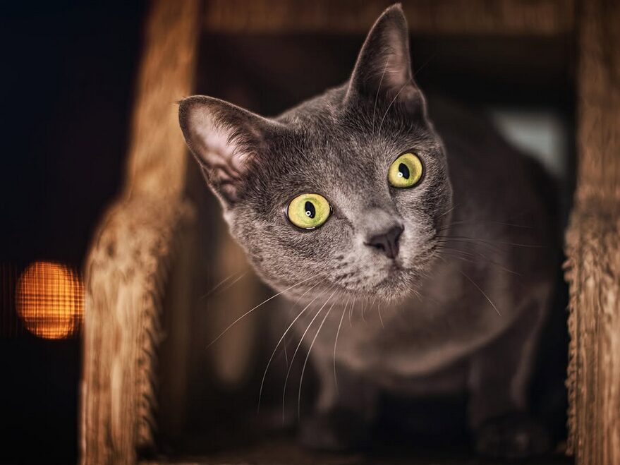 Chat Korat bleu argenté aux yeux verts