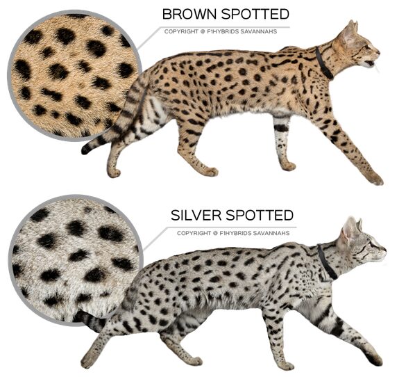 couleurs de la robe du savannah silver/ brown spotted