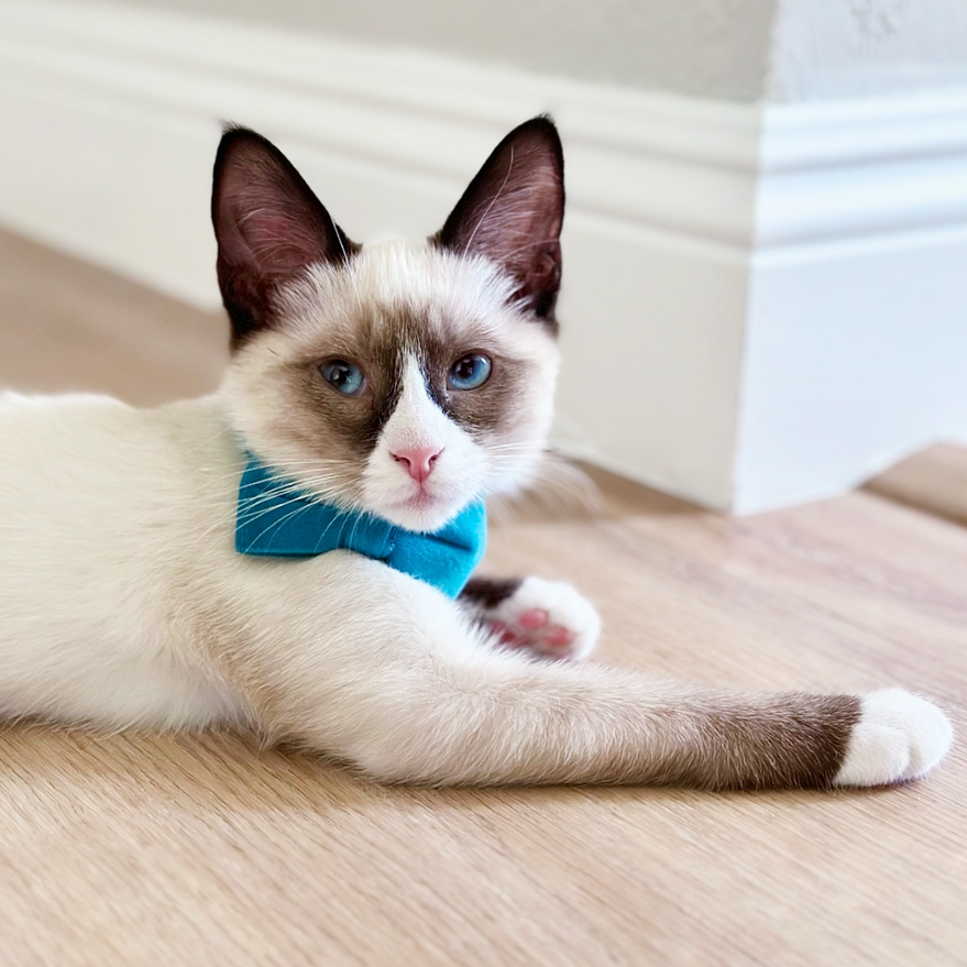 chaton snowshoe