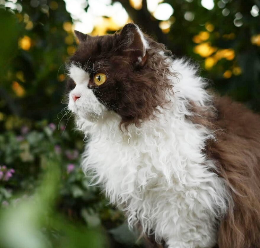 Selkirk Rex polis longs chocolat et blanc