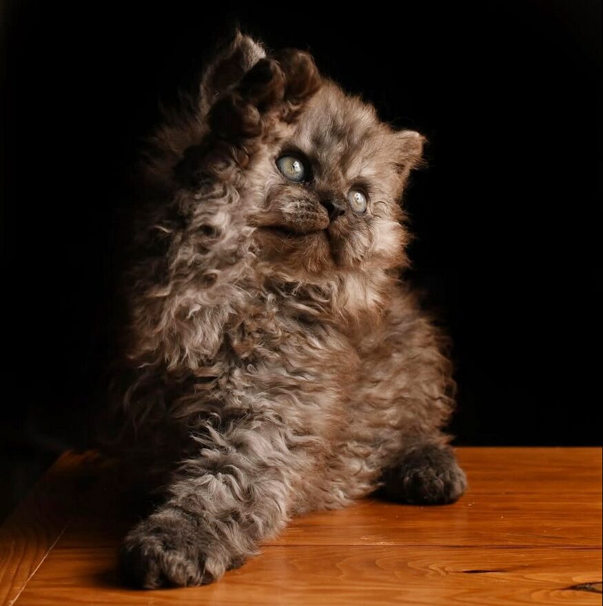 chaton Selkirk Rex polis longs black smoke