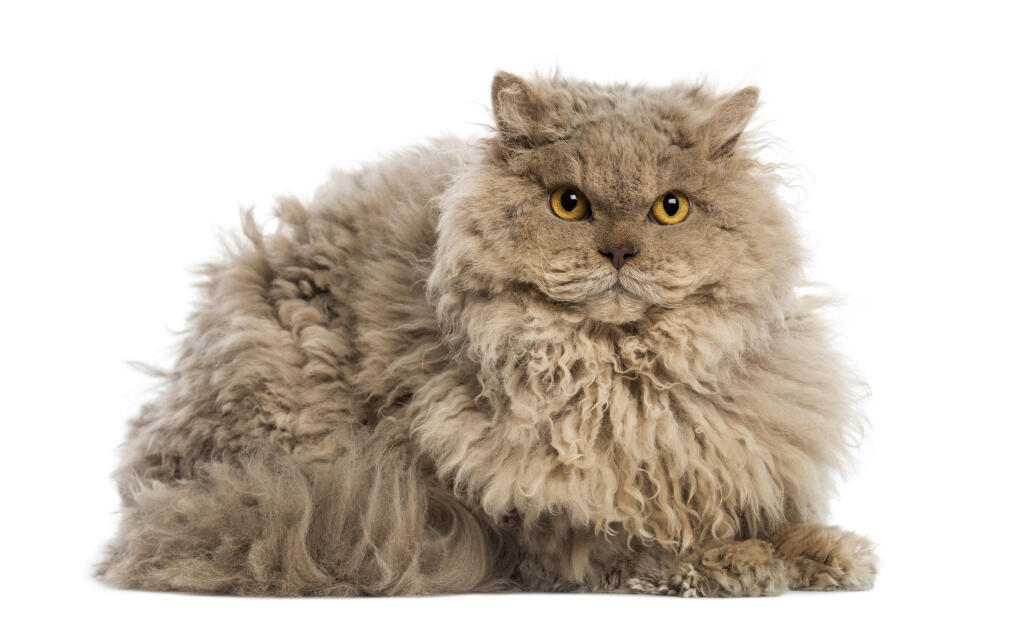 chat selkirk rex polis long bleu