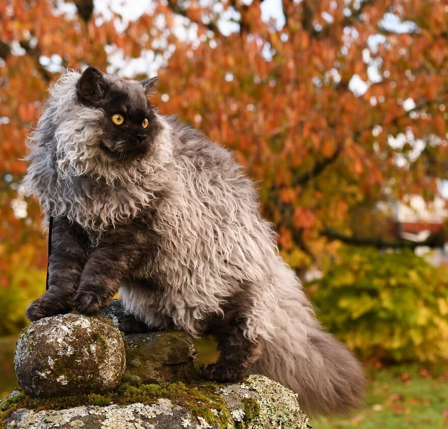 Selkirk Rex polis longs black smoke