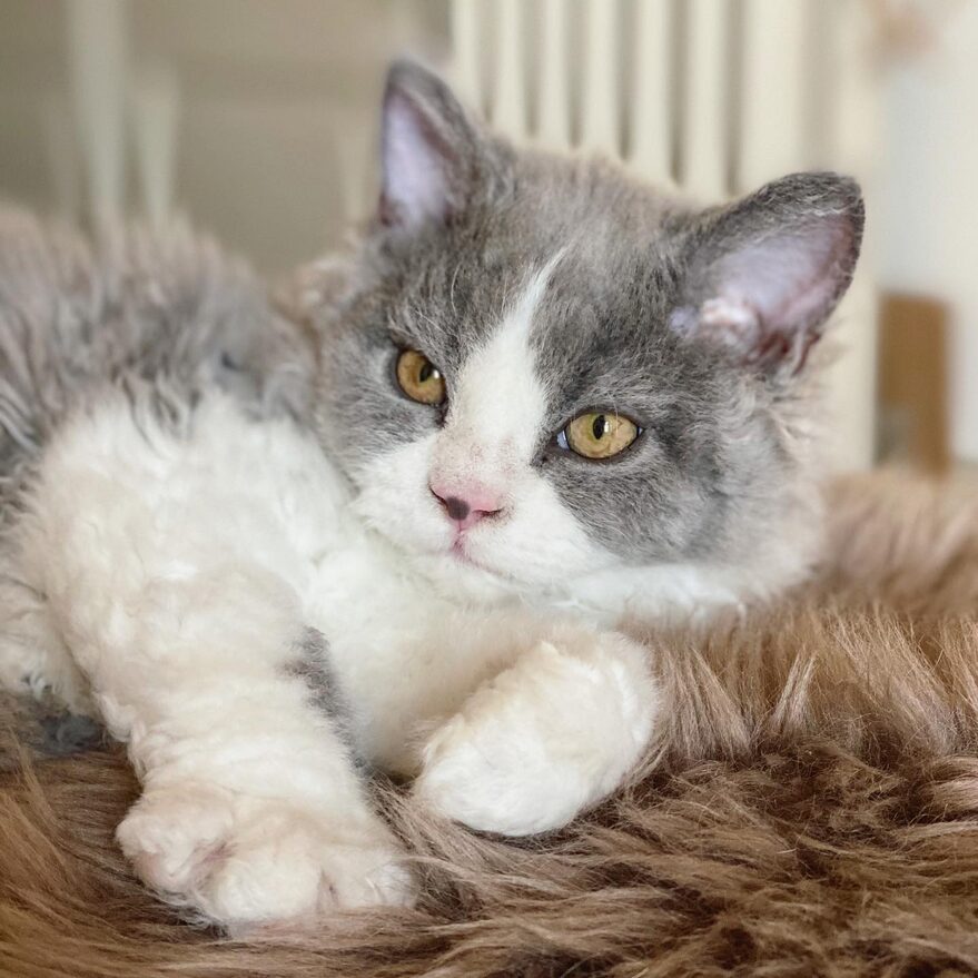 chaton selkirk rex bleu et blanc