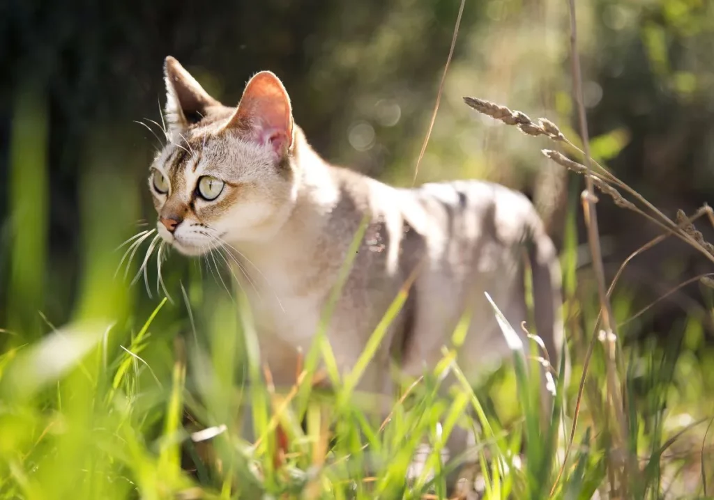 chat de race singapura dans l'herbe