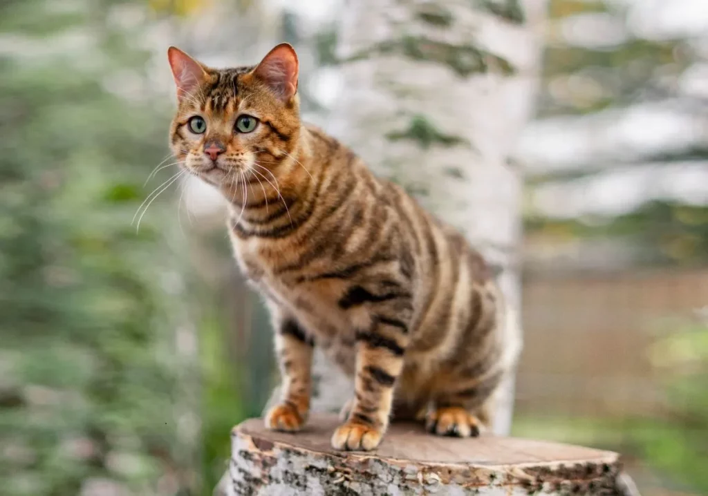 chat toyger dans les bois