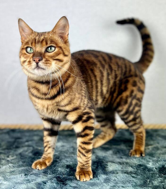 toyger chat mackerel tabby