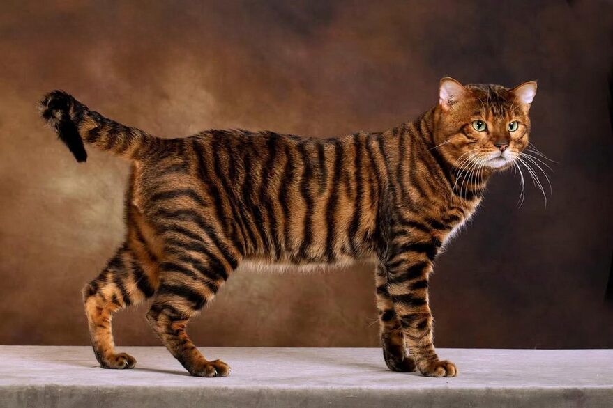 toyger debout