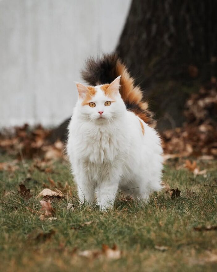 Femelle turc de van tortie