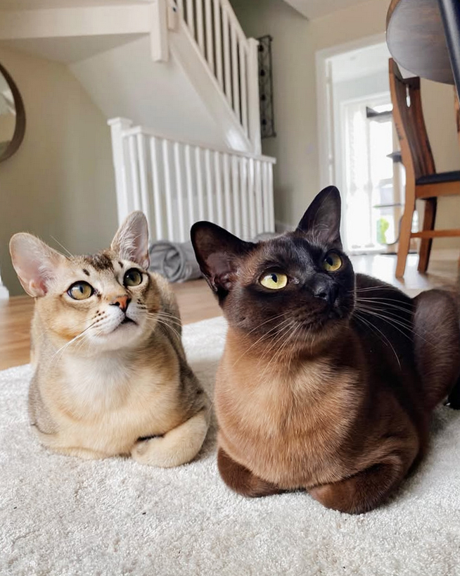 chat de race asian brown et burmese anglais chocolat