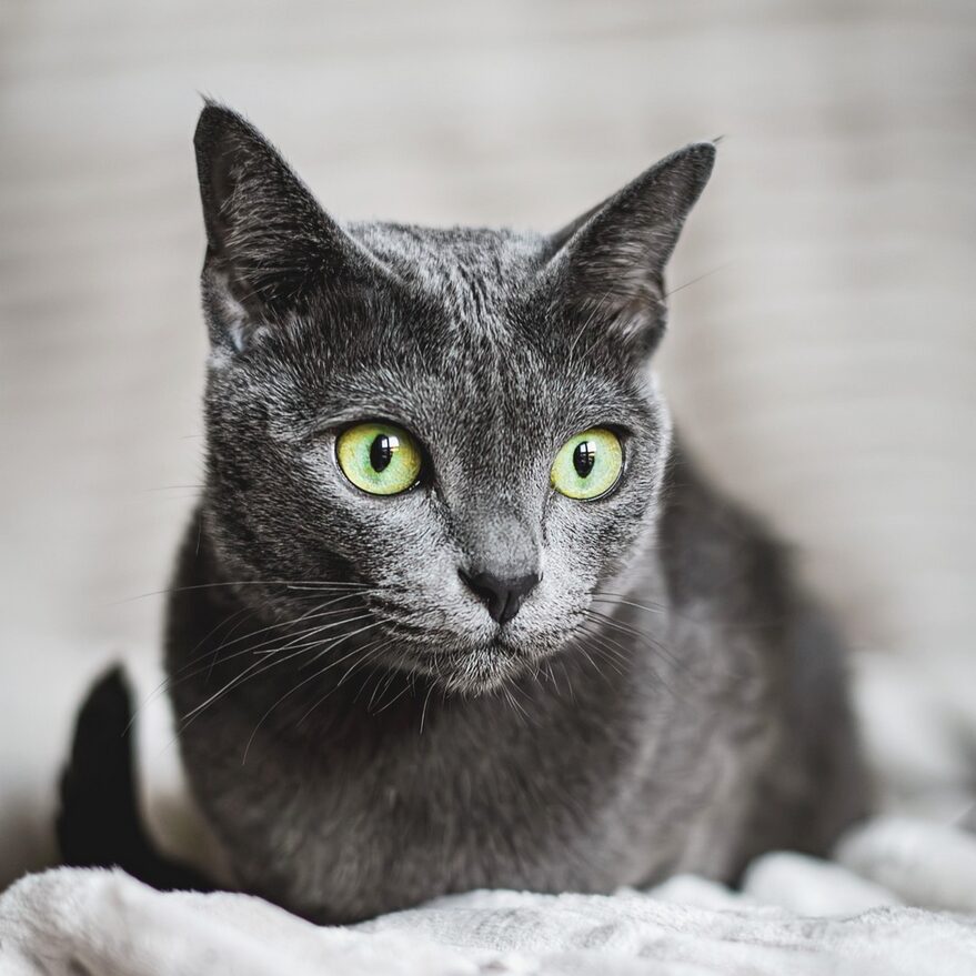 Portrait d’un Korat au pelage bleu gris