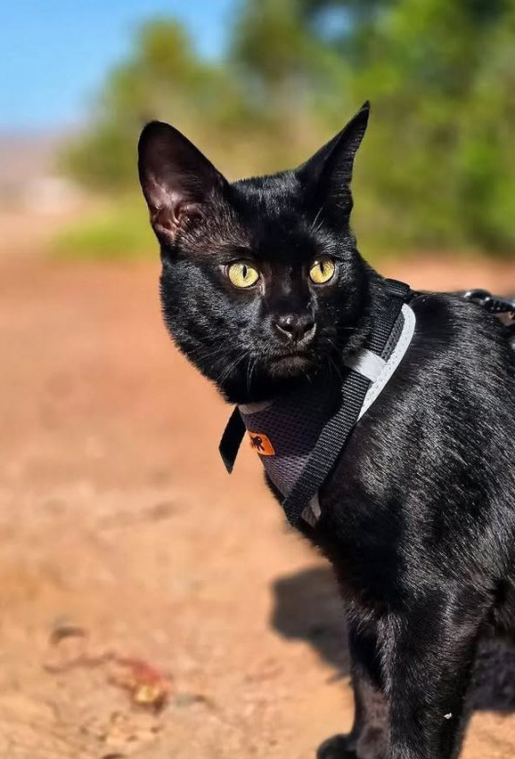 male chausie F1 noir