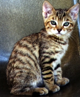 premier chaton toyger