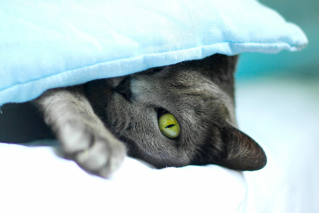 chat gris bleu aux yeux verts korat