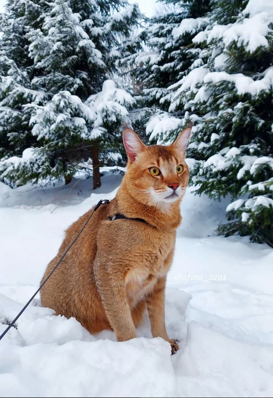 male chausie F1 brown Ticked