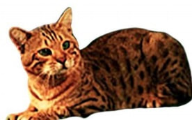 millwood rumpled fondateur de race toyger