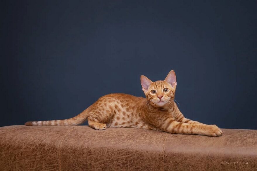 Ocicat cinnamon spotted