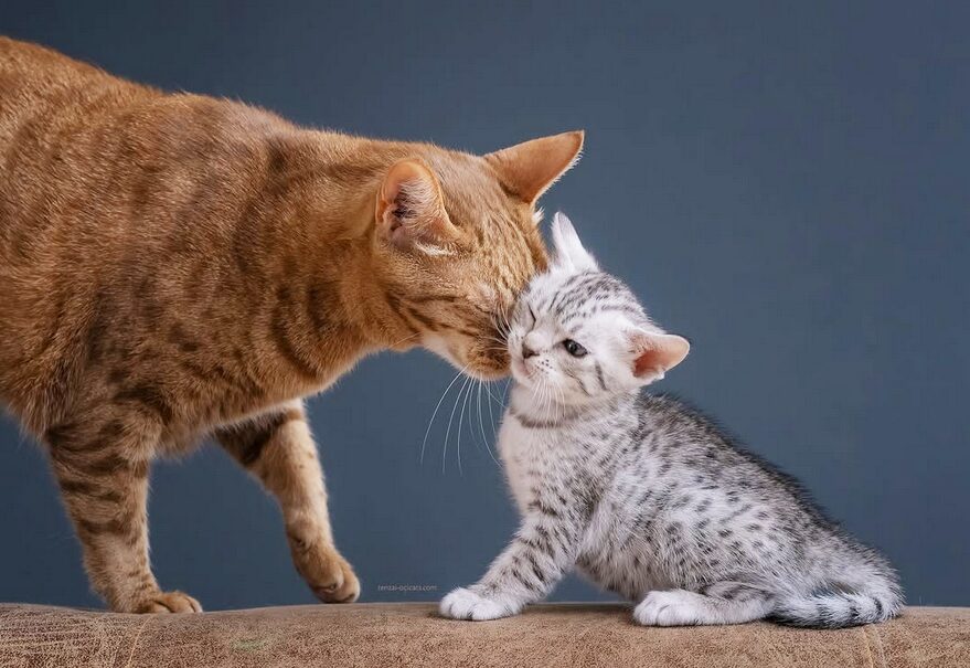 chatte et son chaton black silver spotted